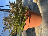 BIG POT LIRA TERRACOTTA 54x45 TERRACOTTA 84L
