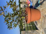 BIG POT LIRA TERRACOTTA 54x45 TERRACOTTA 84L