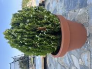 BIG POT LIRA TERRACOTTA 54x45 TERRACOTTA 84L