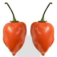 Semințe de ardei iute Adjuma, soiul Habanero Orange - 15 buc.