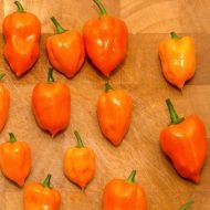Semințe de ardei iute Adjuma, soiul Habanero Orange - 15 buc.