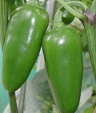 Semințe de ardei iute soiul "Early Jalapeno" - 25 buc.