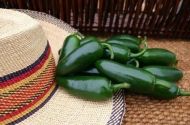Semințe de ardei iute soiul "Early Jalapeno" - 25 buc.