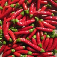 Semințe de ardei iute roșu Hot Demon - 10 buc.
