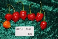 Semințe de ardei iute soiul "Apple Crisp" - 15 buc.
