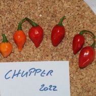 Semințe de ardei iute „Chupper” - 15 buc.