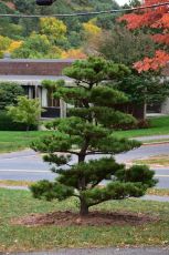 Semințe de pin negru japonez (Pinus thunbergii) - 50 buc (±) / 1,5 g