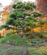 Semințe de pin negru japonez (Pinus thunbergii) - 50 buc (±) / 1,5 g