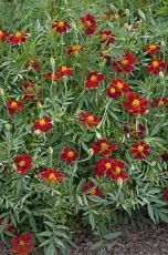 Single French Marigold Flower seeds – 250 pcs. (±) / 1 g