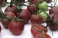 Black Cherry - roșii cherry- 25 de semințe