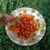 Roșii cherry soiul „ABC Potato-leaf” - 15 semințe
