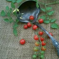 Roșii cherry soiul „ABC Potato-leaf” - 15 semințe