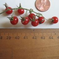 Roșii cherry soiul „ABC Potato-leaf” - 15 semințe
