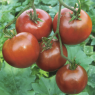 Brazilian Beauty Beafsteak Tomato -15 seeds