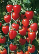 Seminte de rosii cherry soiul "Gardenberry F1" 10 buc