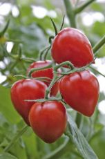 Seminte de rosii cherry soiul "Gardenberry F1" 10 buc