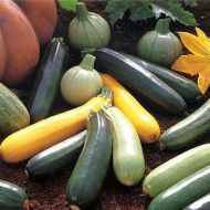 Amestec de semințe de dovlecel (toate culorile și formele) - 40 buc. semințe