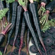 Morcovi Deep Purple F1 (Deep Purple F1) - 500 de semințe