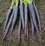 Morcovi Deep Purple F1 (Deep Purple F1) - 500 de semințe