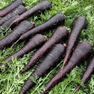 Morcovi Deep Purple F1 (Deep Purple F1) - 500 de semințe