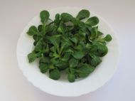 Valerian Verte de Cambrai - 25 g. semințe