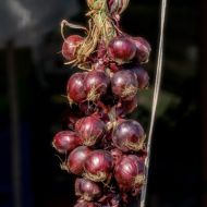 Ceapa Rosa Tonda (Tropea Rossa Tonda) - rosie, dulce - 5 g seminte