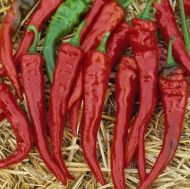 Ardei iute Cayenne (Cayenne Red) – 25 de semințe