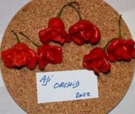 Aji Orhidee - 15 semințe