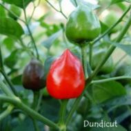 Dundicut - 15 semințe