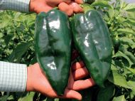 Ancho (Ancho Poblano) - 15 semințe