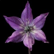 Explosive Ember / Royal Black - 15 semințe