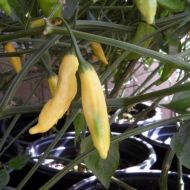 Ananas Aji (Aji Pineaple) - 15 semințe