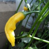 Ananas Aji (Aji Pineaple) - 15 semințe