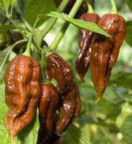Ciocolată Habanero - 10 semințe