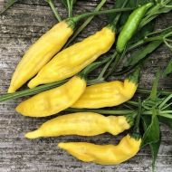 Amestec de lămâie Colormix (Limon Colormix) - 25 de semințe