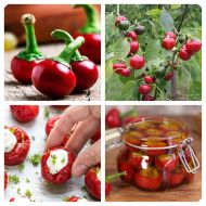 Cireș picant (Ciliegia Piccante) - 50 (±) semințe