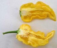 Lămâie (Limon) - 15 semințe