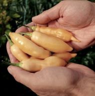 Piersici Sugar Rush (Sugar Rush Peach) - 25 de semințe