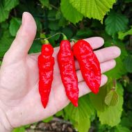 Bhut Jolokia - 10 semințe