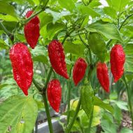 Bhut Jolokia - 10 semințe