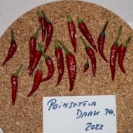 Poinsettia închisă la culoare (Poinsettia Dark) - 15 semințe