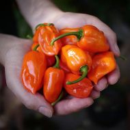 Habanero Orange - 15 semințe