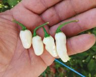Habanero White Bullet - 15 seeds