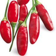 Diavolul calabrez (Little Devil Calabrese / Diavolicchio Calabrese) - 25 semințe