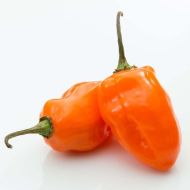 Habanero Orange - 15 semințe