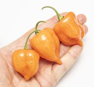 Habanero Orange - 15 semințe