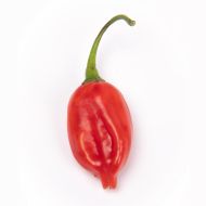 Semințe de ardei iute varietate hibridă Tepin x Lemon Drop (Tepin x Lemon Drop) - 10 semințe