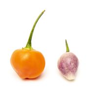Piriz - 15 seeds