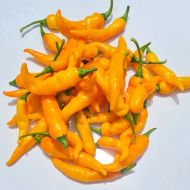 Orange Thai - 15 seeds