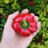 Mustafa (Mustafa) - 10 seeds